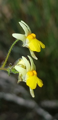 Nemesia ligulata