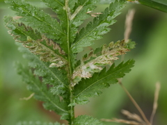 Phytomyza tanaceti