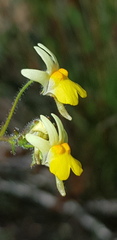 Nemesia ligulata