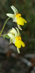 Nemesia ligulata