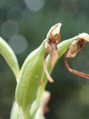 Habenaria arenaria