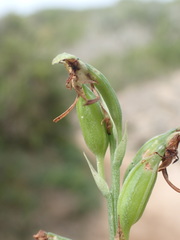 Habenaria arenaria