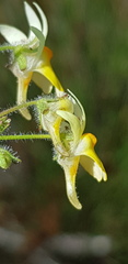 Nemesia ligulata