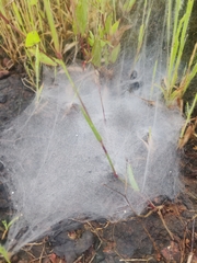Agelena labyrinthica