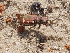 Cicindela soluta