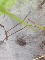 Agelena labyrinthica