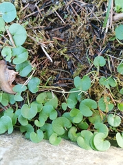 Dichondra micrantha