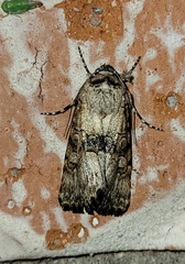 Sympistis occata