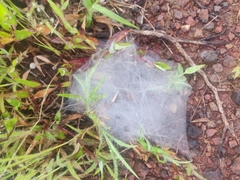 Agelena labyrinthica