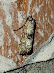Sympistis occata