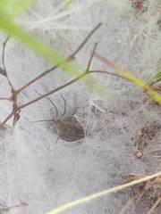 Agelena labyrinthica