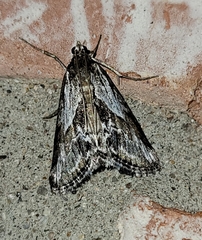 Evergestis simulatilis