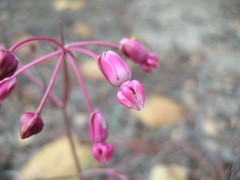 Asclepias schaffneri