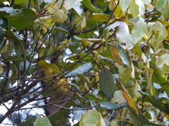 Actinodaphne