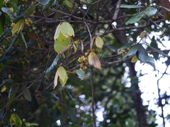 Actinodaphne