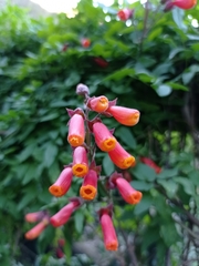 Eccremocarpus scaber