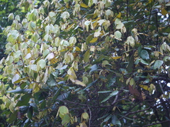 Actinodaphne