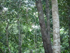 Actinodaphne