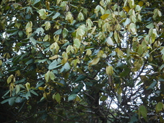 Actinodaphne