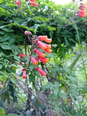 Eccremocarpus scaber