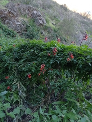 Eccremocarpus scaber