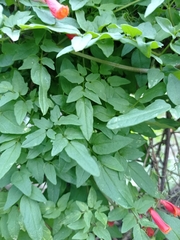 Eccremocarpus scaber