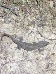 Hemidactylus frenatus