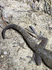 Hemidactylus frenatus