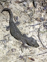 Hemidactylus frenatus