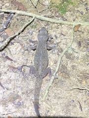 Hemidactylus frenatus