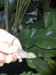 Hemidactylus frenatus