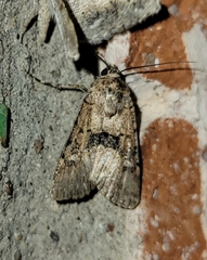 Sympistis occata