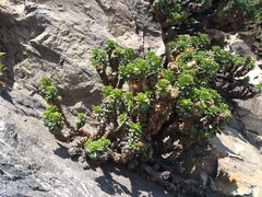 Haplopappus foliosus