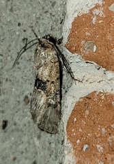 Sympistis occata