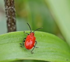 Lilioceris lilii