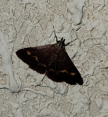 Pyrausta pseuderosnealis