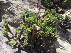 Haplopappus foliosus