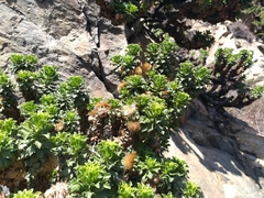 Haplopappus foliosus