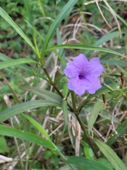 Ruellia simplex image