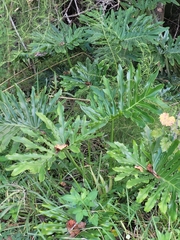 Thaumatophyllum bipinnatifidum