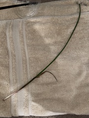 Eriocaulon aquaticum