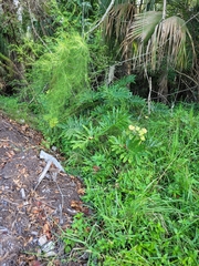 Thaumatophyllum bipinnatifidum