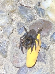 Hasarius adansoni