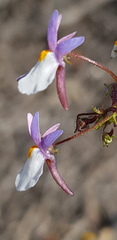 Nemesia psammophila