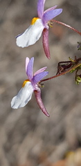Nemesia psammophila
