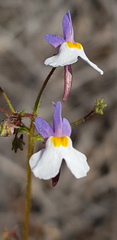 Nemesia psammophila