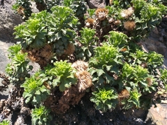 Haplopappus foliosus