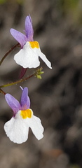 Nemesia psammophila