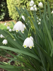 Leucojum