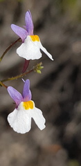 Nemesia psammophila
